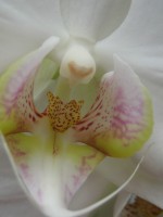 /album/fotogallerij/a2012-08-10-15-07-33-0001-jpg/